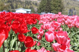 spring blooms, spring flowers, spring gardens, gardens,tulip, bloom, bloom tulip, tulip festival, abbotsford bc, explore abbotsford bc, flower field, flowers, mission bc, fraser valley flowers, fraser valley blogger, mission bc blogger, colourful, festival, tulip festival,