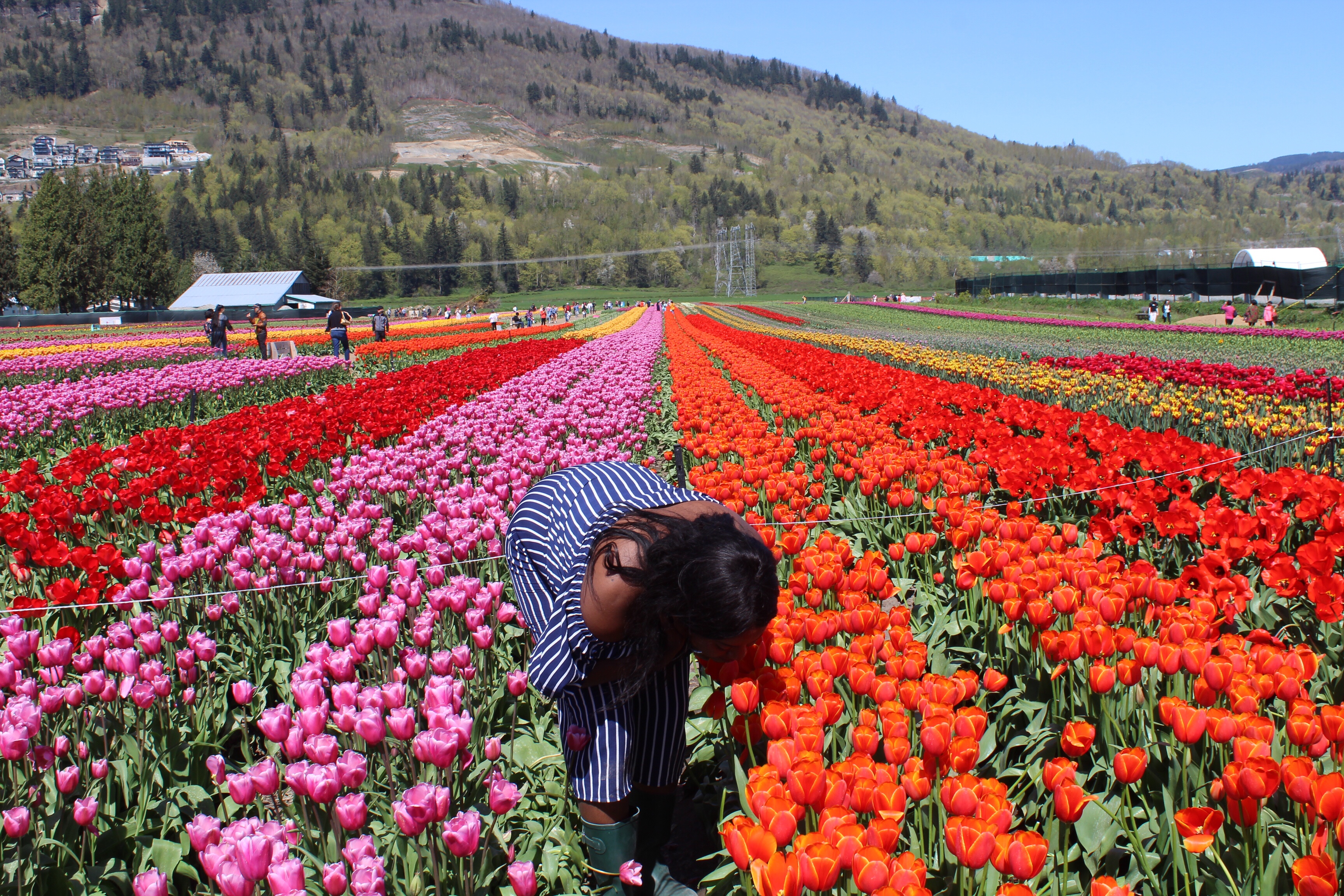 justnatoya, natoyaista,spring blooms, spring flowers, spring gardens, gardens,tulip, bloom, bloom tulip, tulip festival, abbotsford bc, explore abbotsford bc, flower field, flowers, mission bc, fraser valley flowers, fraser valley blogger, mission bc blogger, colourful, festival, tulip festival,