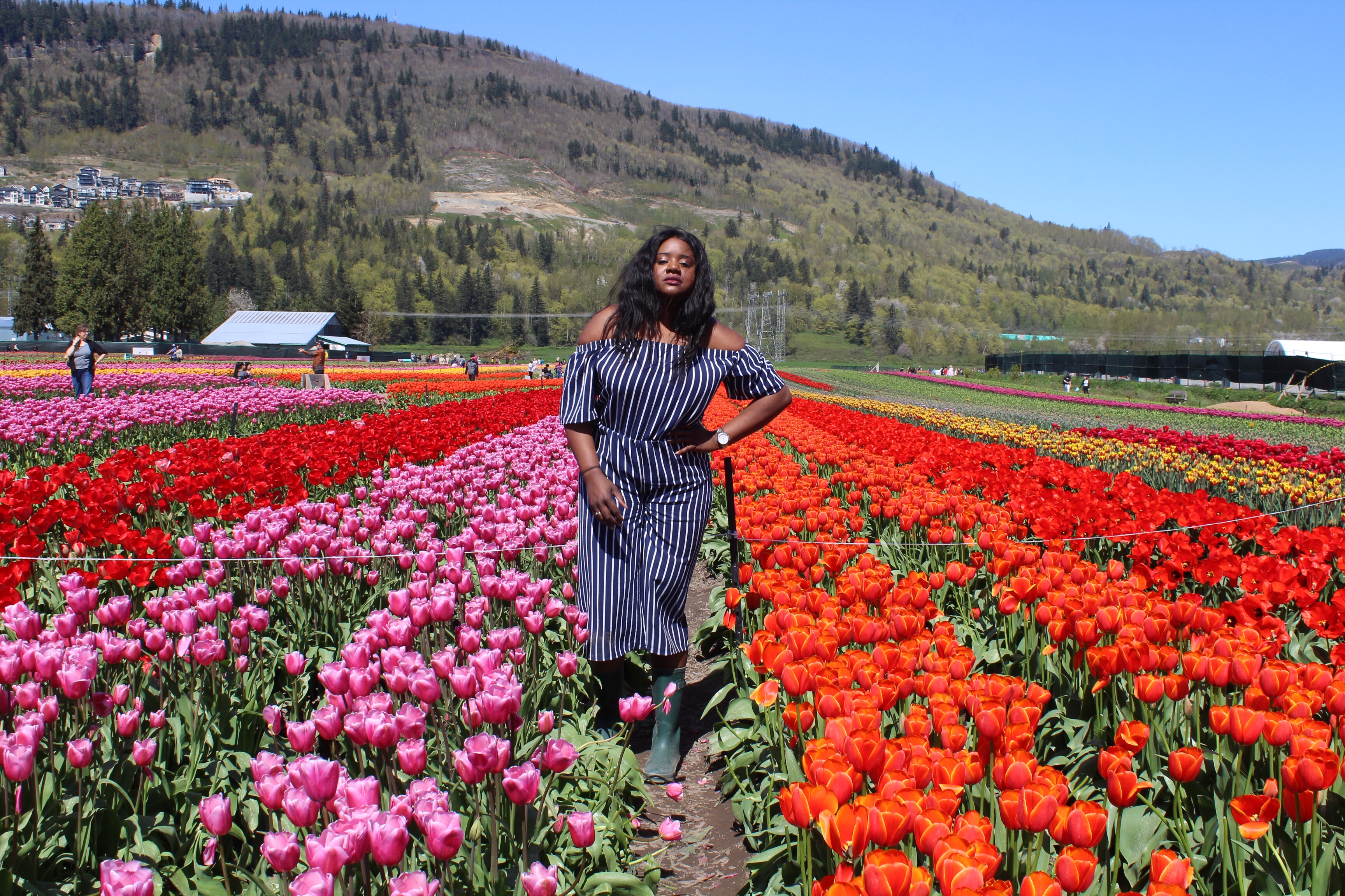 justnatoya, natoyaista,spring blooms, spring flowers, spring gardens, gardens,tulip, bloom, bloom tulip, tulip festival, abbotsford bc, explore abbotsford bc, flower field, flowers, mission bc, fraser valley flowers, fraser valley blogger, mission bc blogger, colourful, festival, tulip festival,