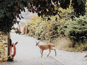 Ucluelet, tourism ucluelet, tourism tofino, wild pacific trail, ocean, beach, pacific ocean, deer, wild deer, doe,