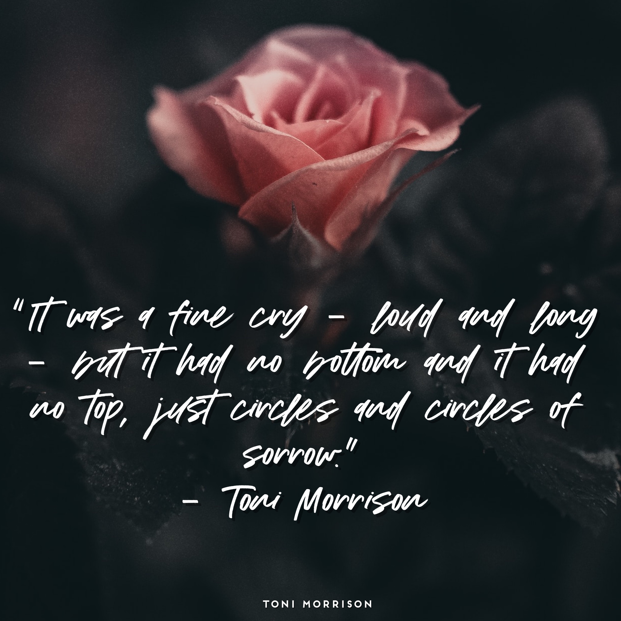 Toni morrison, quotes, Toni morrison quotes, positive quotes, uplifting quotes,photography, art quotes, novelist, just antoya, studio natoyaista, natoyaista, natoya ellis, rose, roses