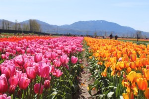 spring blooms, spring flowers, spring gardens, gardens,tulip, bloom, bloom tulip, tulip festival, abbotsford bc, explore abbotsford bc, flower field, flowers, mission bc, fraser valley flowers, fraser valley blogger, mission bc blogger, colourful, festival, tulip festival,