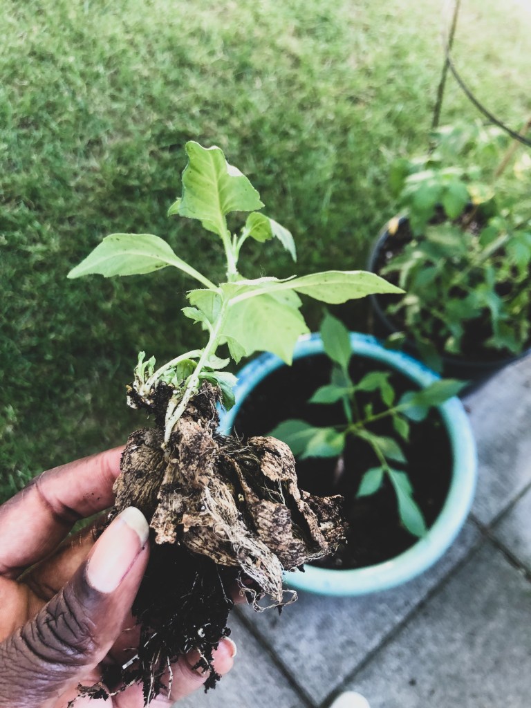 tiny suckling of a plant held in a hand