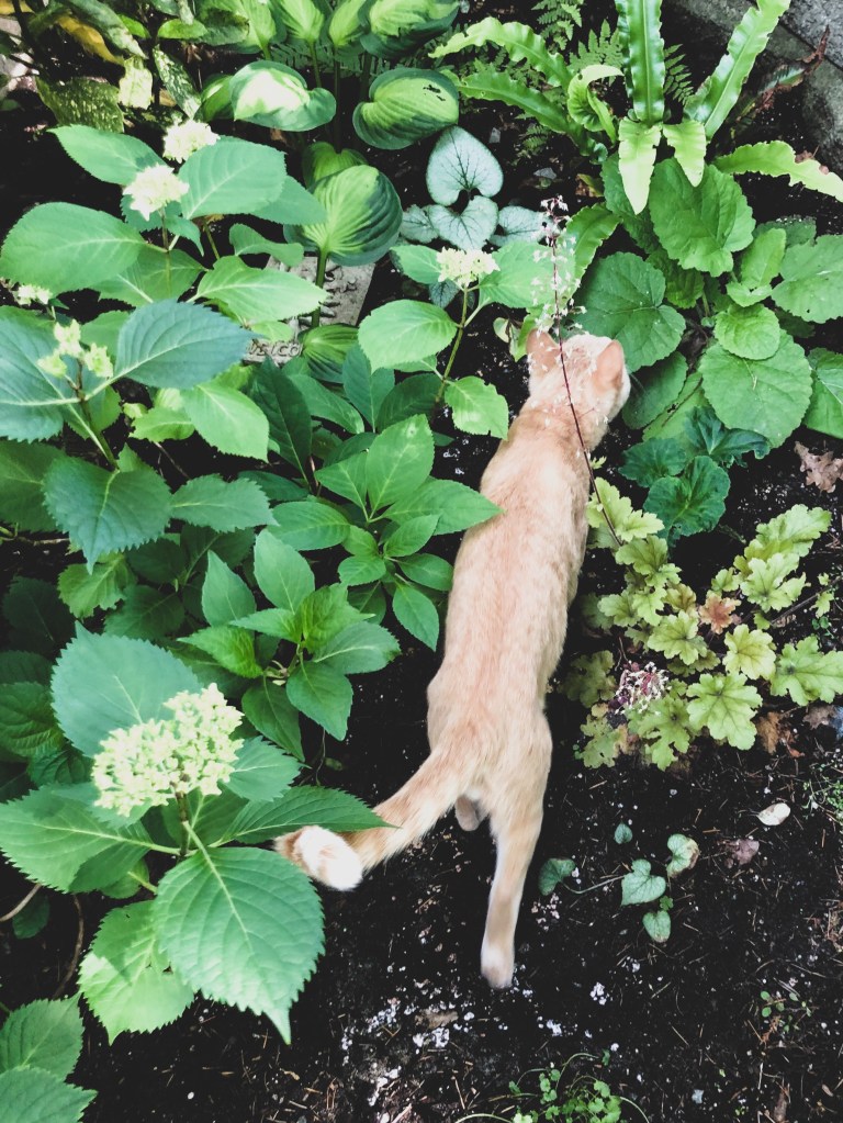 Cat walking through a garden of green plants such as hosts, ferns and hydrangeas.