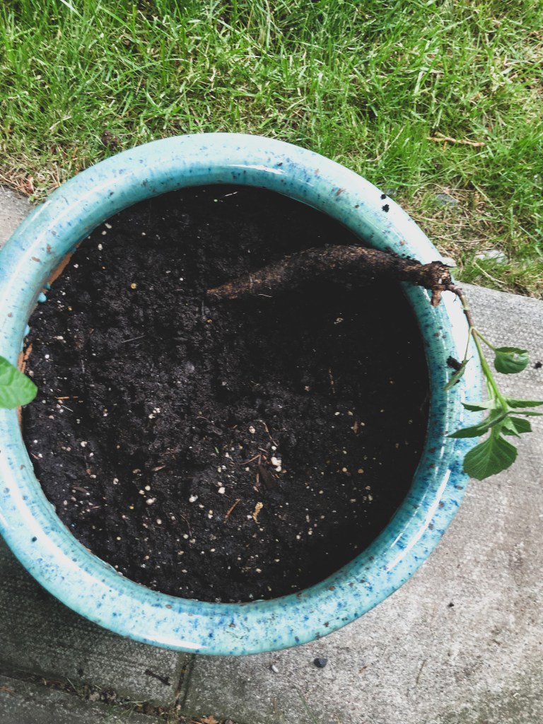 a dahlia bulb sitting on the edge of a pot with dirt